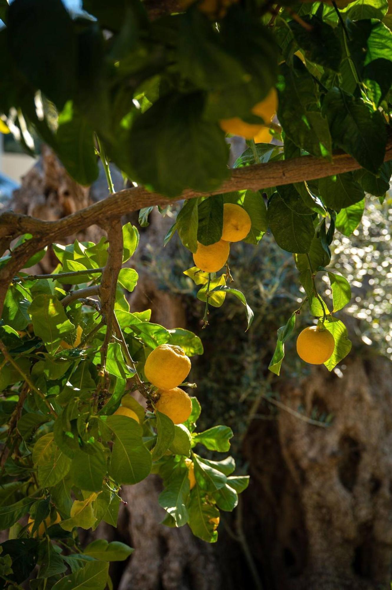 Physis Country House 2 Near Matala Beach & Faistos Kouses 外观 照片